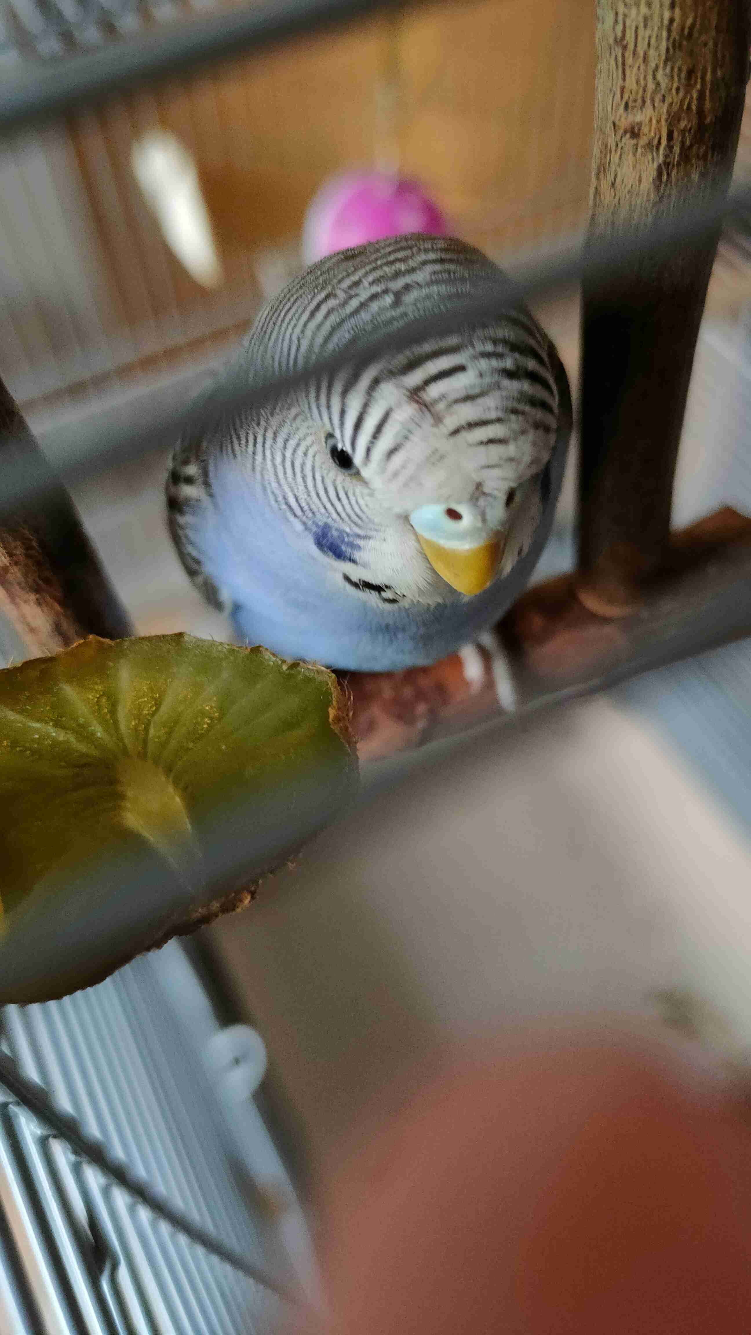 Cocorita ferita